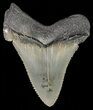 Serrated, Angustidens Tooth - Megalodon Ancestor #70516-1